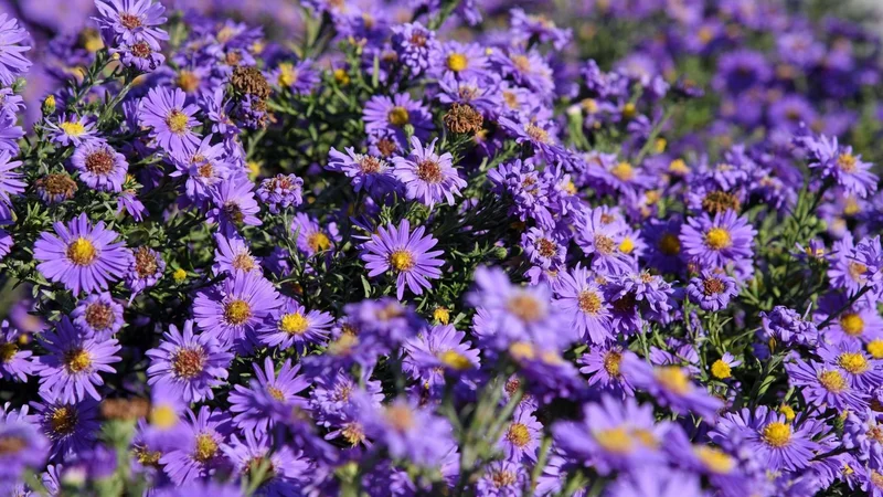 The 'Aster' Problem: What We Know About the Crypto, the Director, and Some Flower